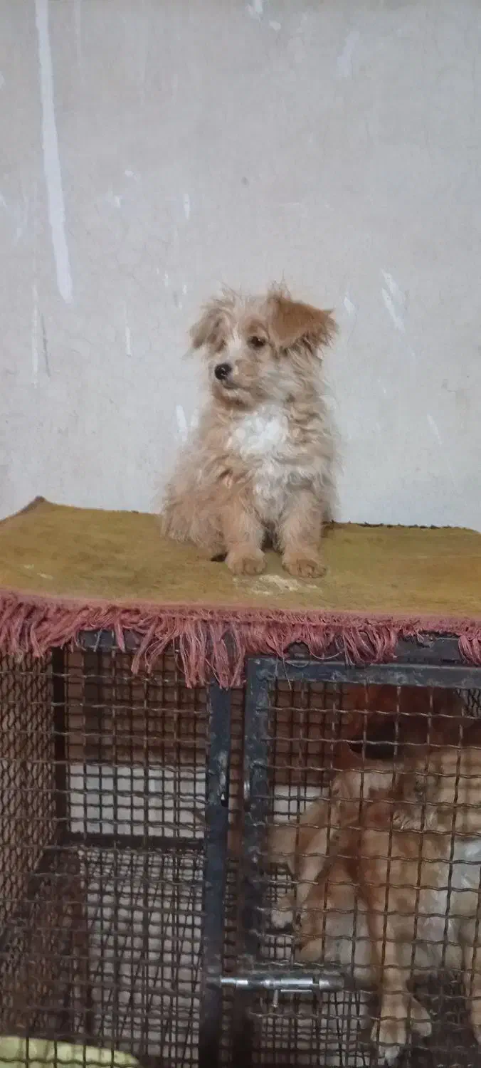 توله شیدزو|سگ|شیراز, وزیرآباد|دیوار