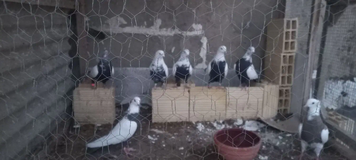 کفتر (سینه ای)|پرنده|اسدآباد, |دیوار