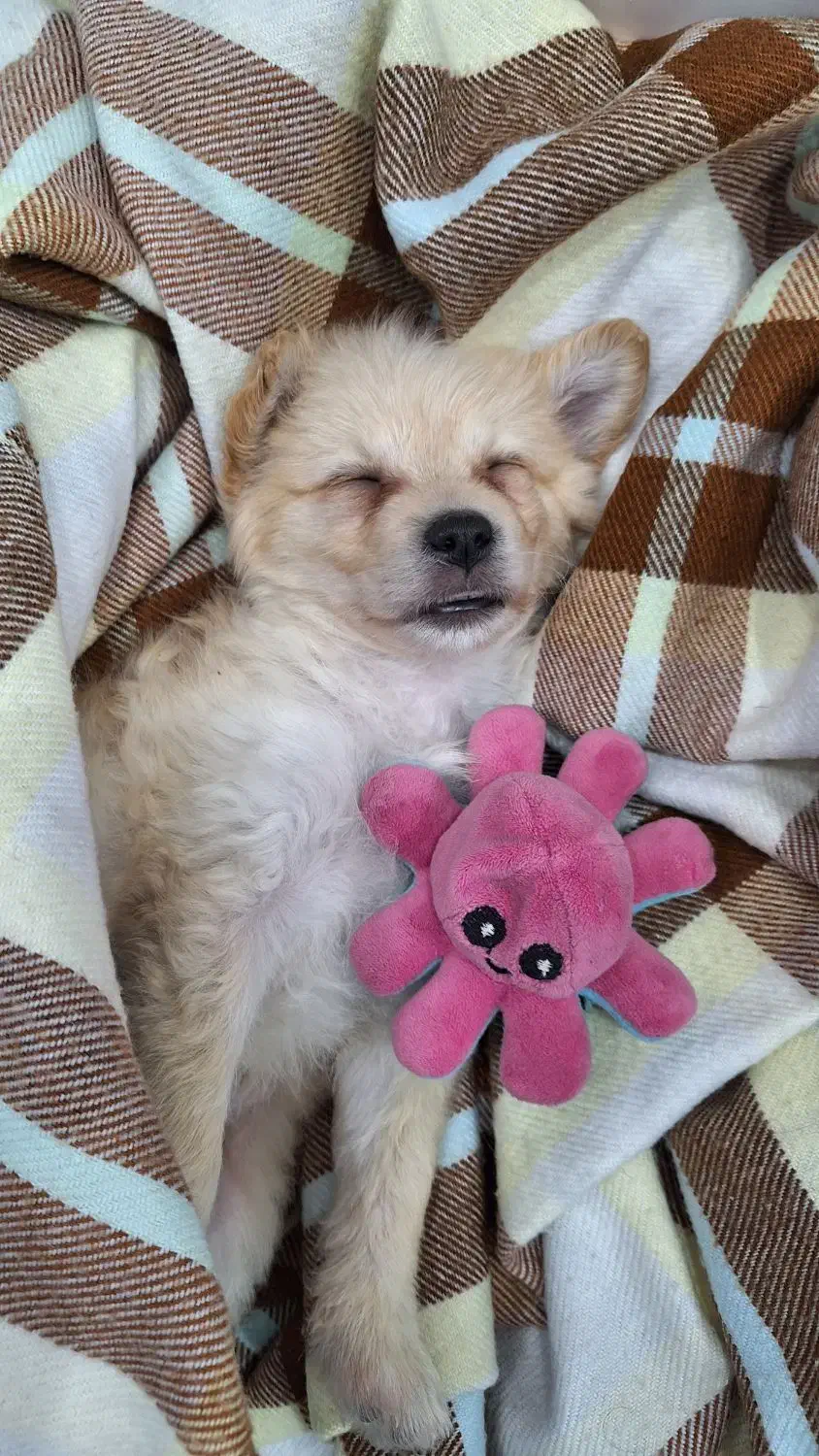 واگذاری شیتزو|سگ|گنبد کاووس, |دیوار