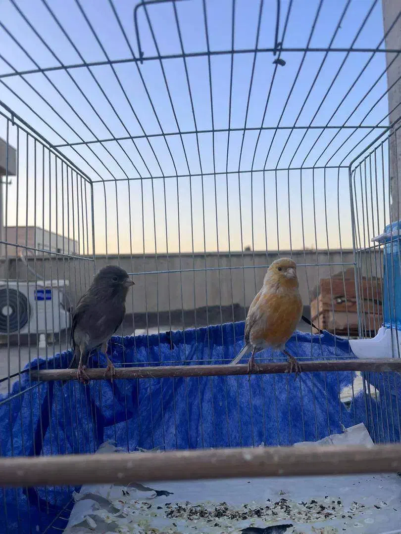 قناری نر شلاقی|پرنده|تهران, زرکش|دیوار