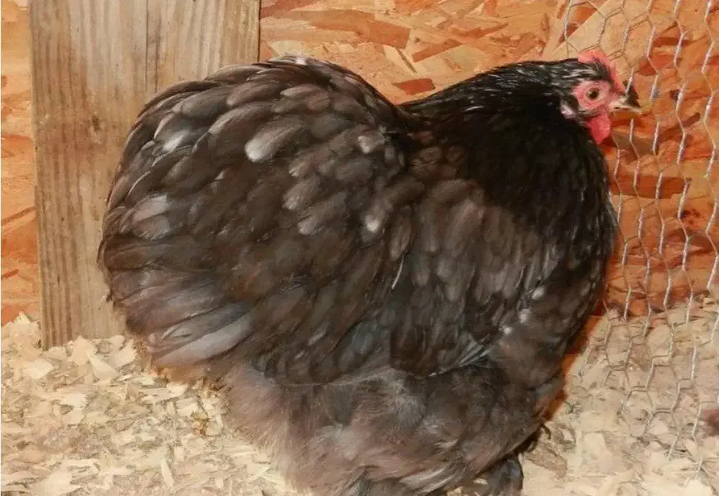 ارگانیک|خوردنی و آشامیدنی|سراب, |دیوار