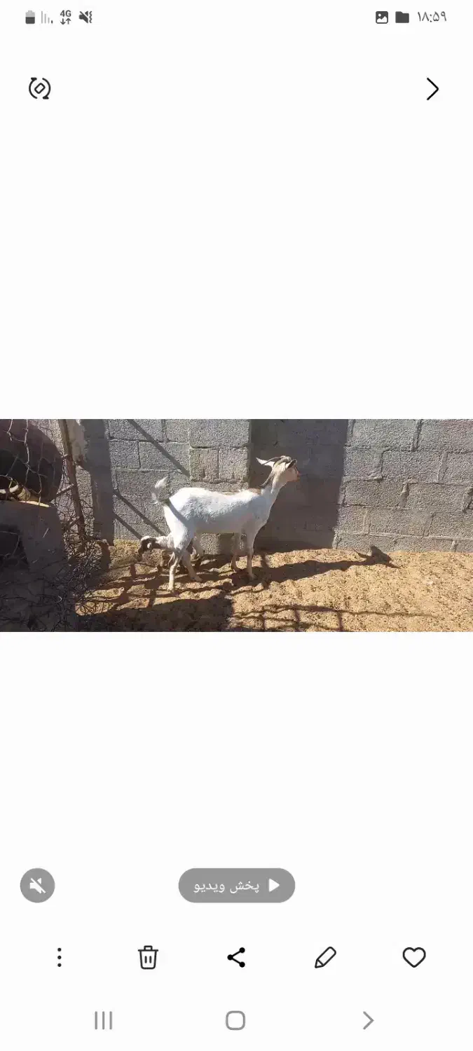 فروش بز دورگ سومال تازه زاییده|حیوانات مزرعه|جناح, |دیوار