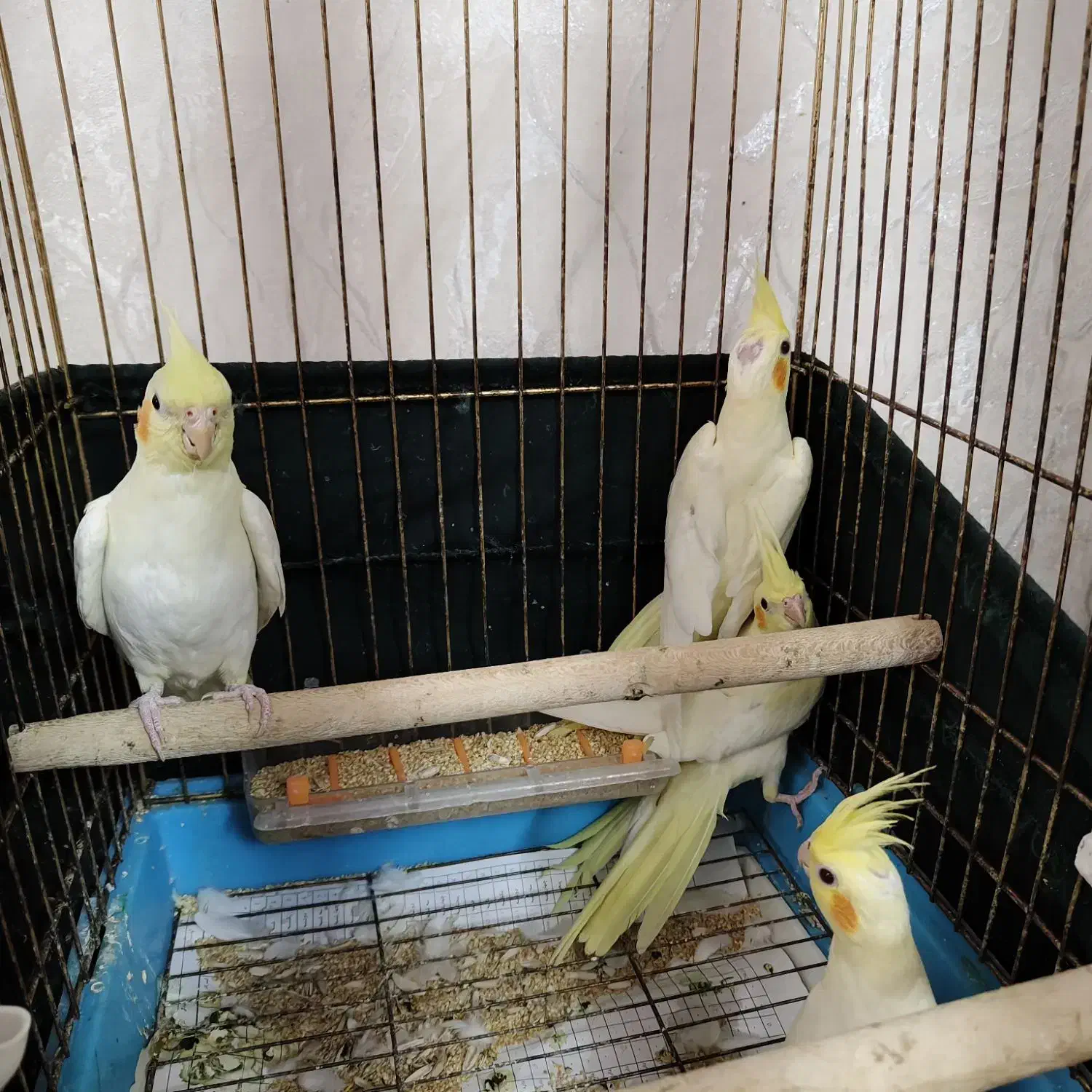 عروس هلندی لوتینو|پرنده|قم, پردیسان|دیوار