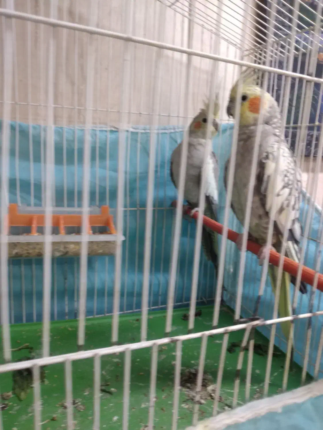 جفت عروس هلندی|پرنده|بندر امام خمینی, |دیوار