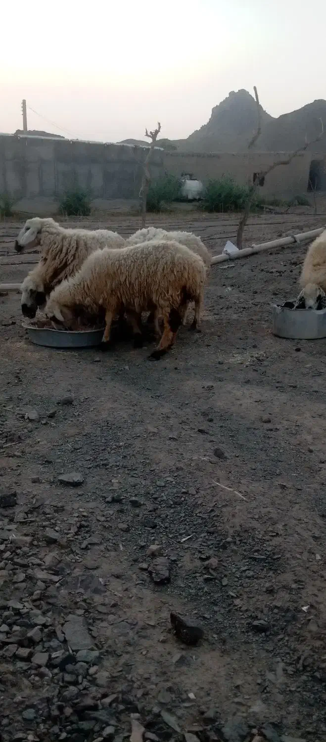 گوسفند نیمه نگه میدارم به مدت 5سال|حیوانات مزرعه|سرباز, |دیوار