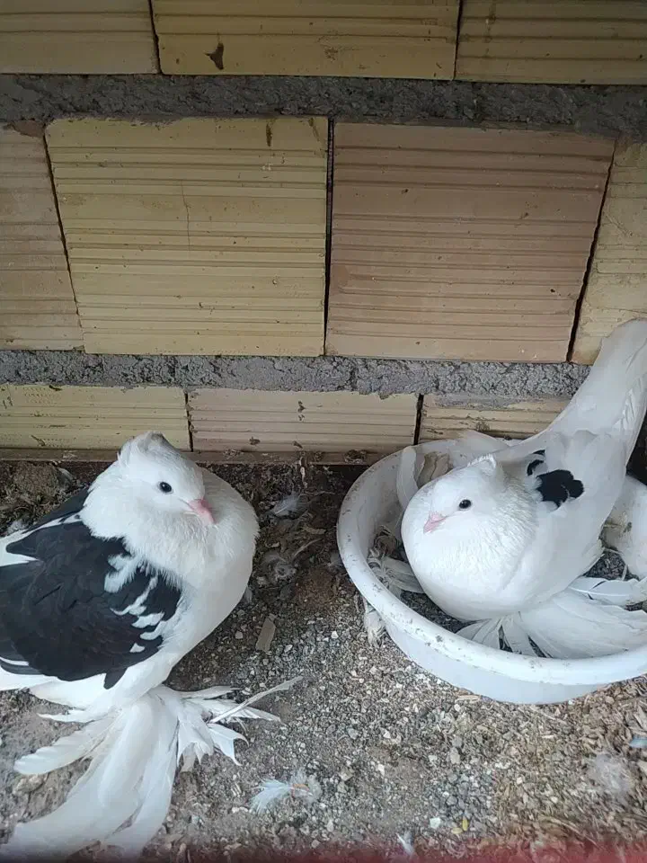 کبوتر تزیینی درجه یک فروش و معاوضه|پرنده|رشت, پیرکلاچای|دیوار