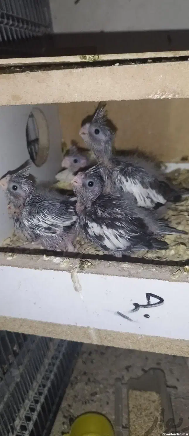 طوطی وایت فیس|پرنده|نکا, |دیوار