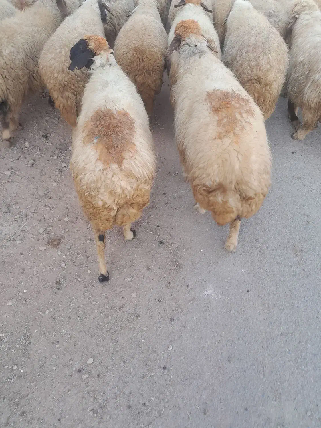 گوسفندداشتی جوان|حیوانات مزرعه|شباب, |دیوار