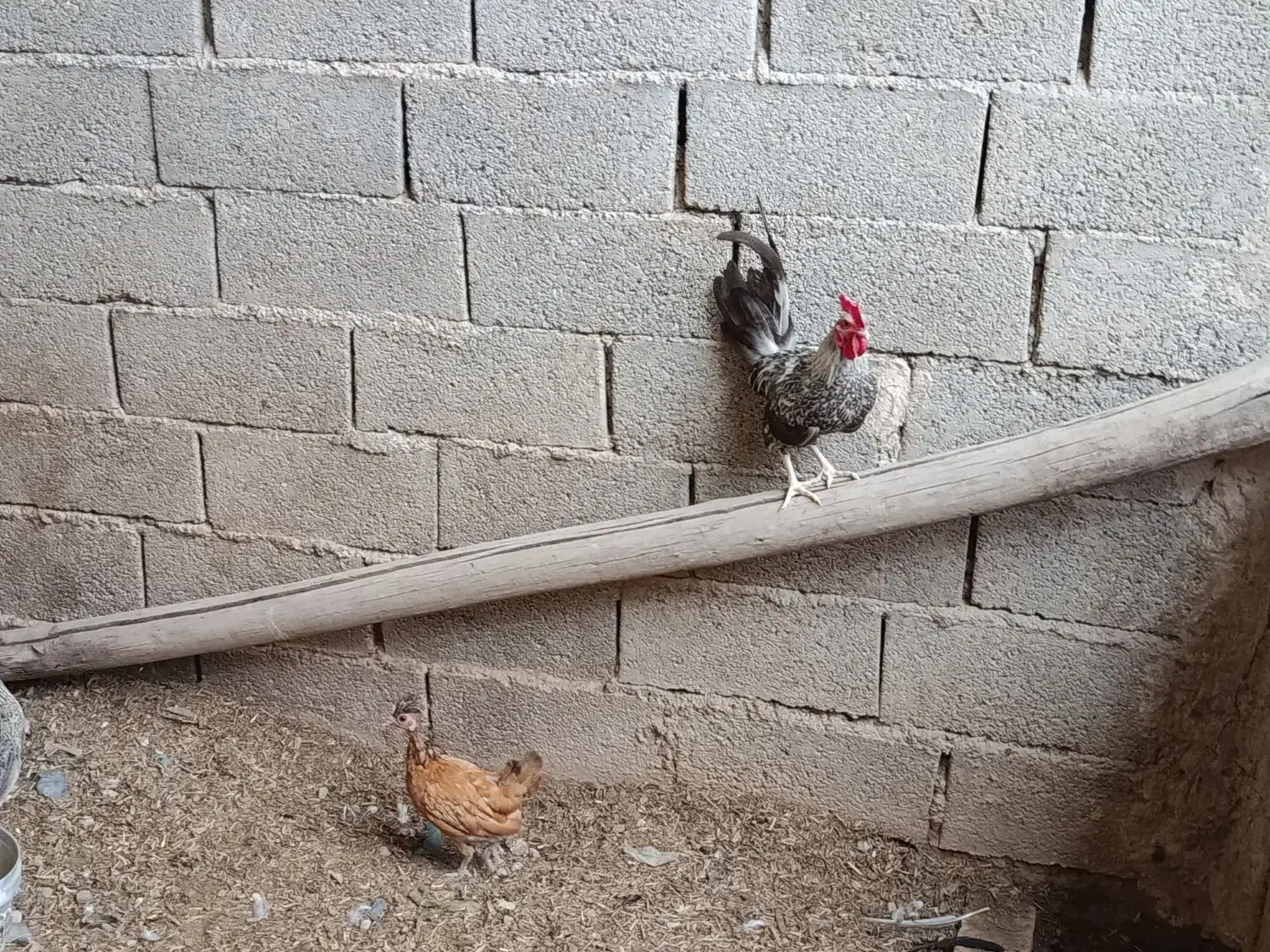 خروس زینتی|حیوانات مزرعه|قرچک, میرزائی شمالی|دیوار