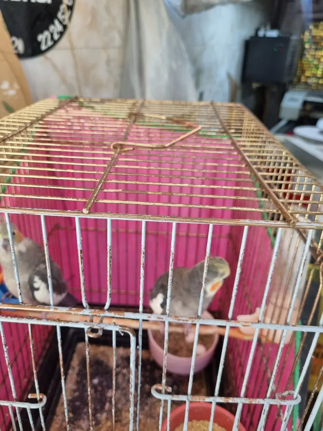 عروس هلندی|پرنده|تهران, ائمه اطهار|دیوار