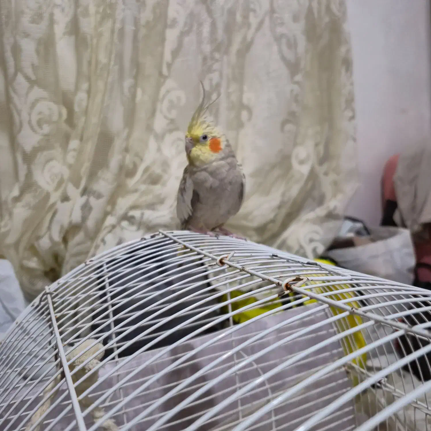 عروس هلندی واگذاری|پرنده|رشت, حومه رشت|دیوار