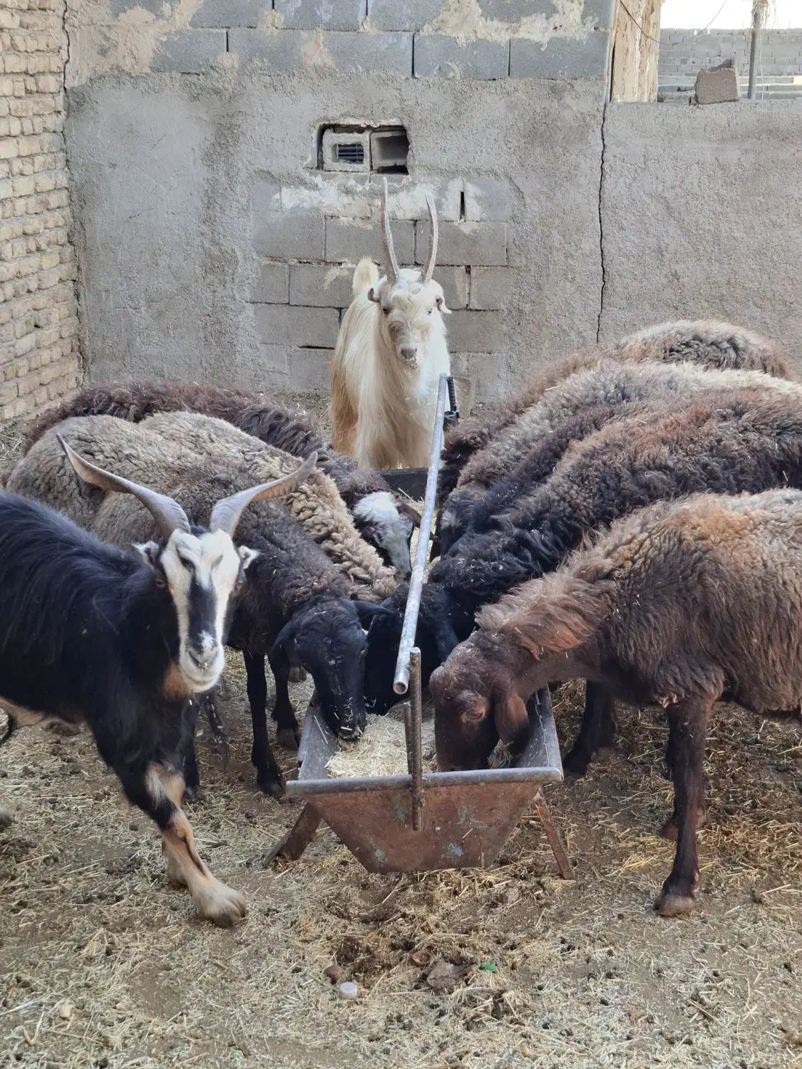 میش و بز و بزغاله چاق|حیوانات مزرعه|پاکدشت, پاکدشت (مامازند)|دیوار