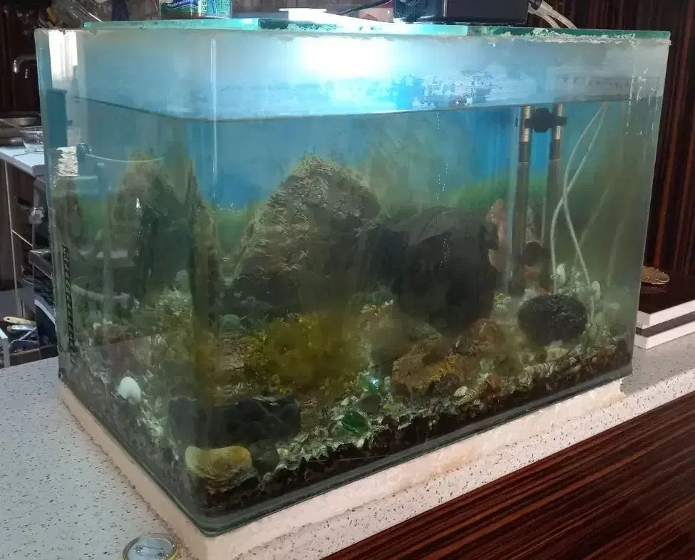 آکواریوم شیشه خم و گیاه و سنگ و کفی|ماهی|قرچک, زیبا شهر|دیوار