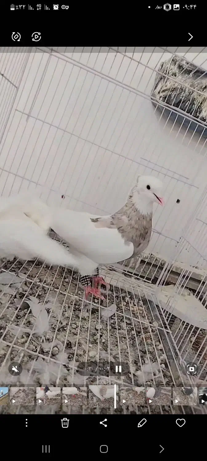 هرچی|پرنده|نصر آباد, |دیوار