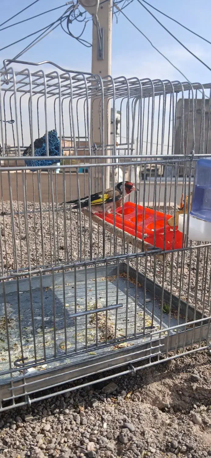 سهره نر /معاوزه با قناری نر|پرنده|قزوین, |دیوار