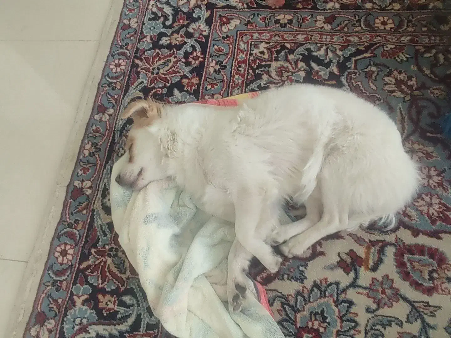 سگ گمشده|حیوانات|اراک, |دیوار