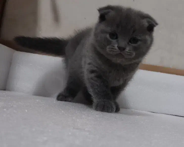 اسکاتیش بلو فولد|گربه|کرمان, |دیوار