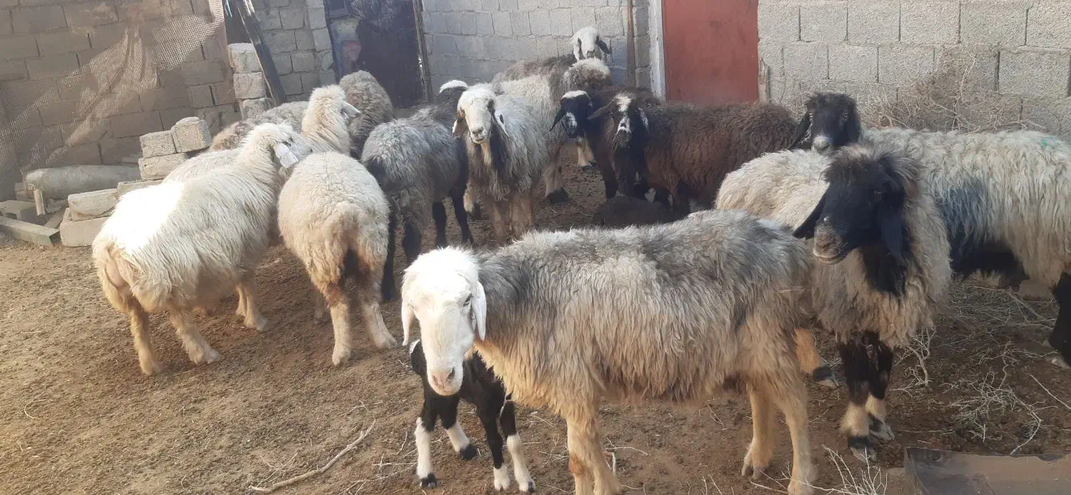 گوسفند ترکی|حیوانات مزرعه|ریگ, |دیوار