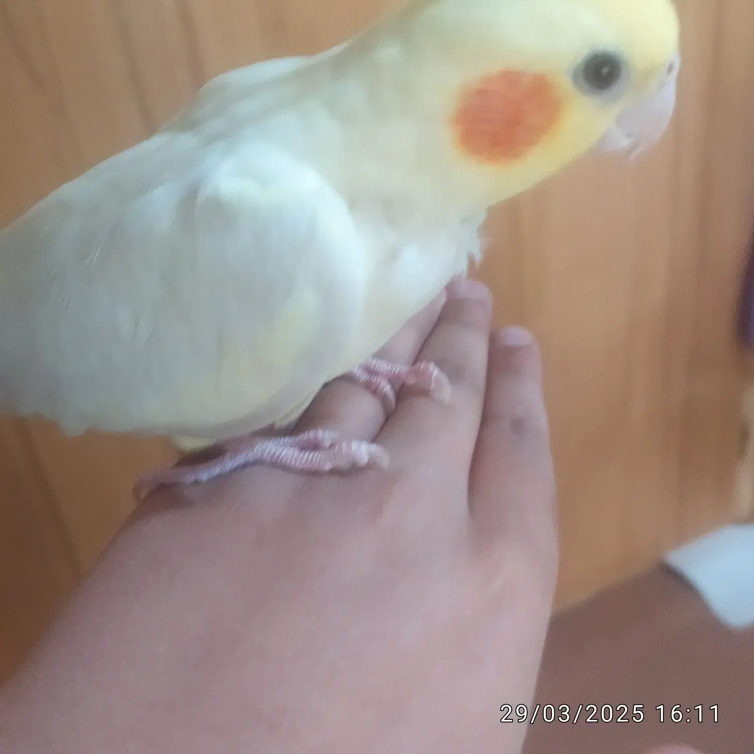 به علت کم بودجا|پرنده|بروجرد, |دیوار