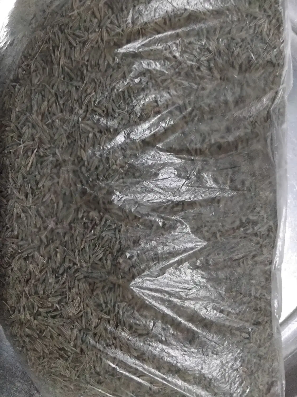 زیره سبز|خوردنی و آشامیدنی|شیراز, کفترک|دیوار