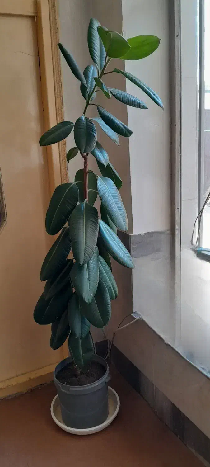 گل بزرگ|گل و گیاه طبیعی|مرند, |دیوار