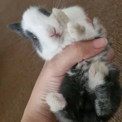 میکس خرگوش|موش و خرگوش|مشهد, رده|دیوار