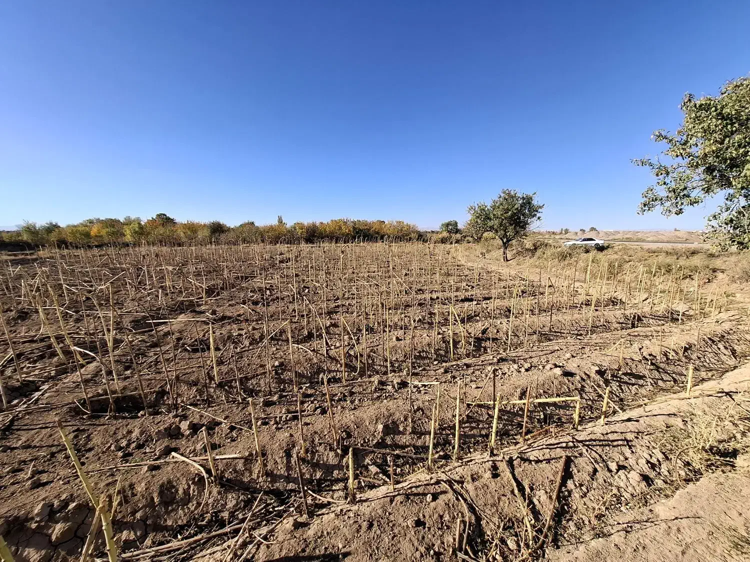 زمین زراعی تجاری|فروش زمین و ملک کلنگی|شال, |دیوار