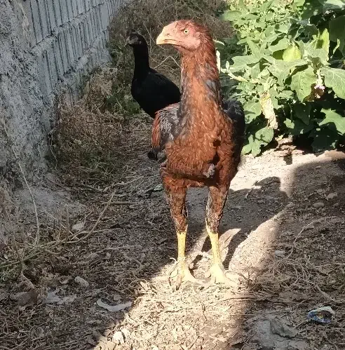 مرغ وخروس لاری اصیل نسل عالی|حیوانات مزرعه|مشگین شهر, |دیوار