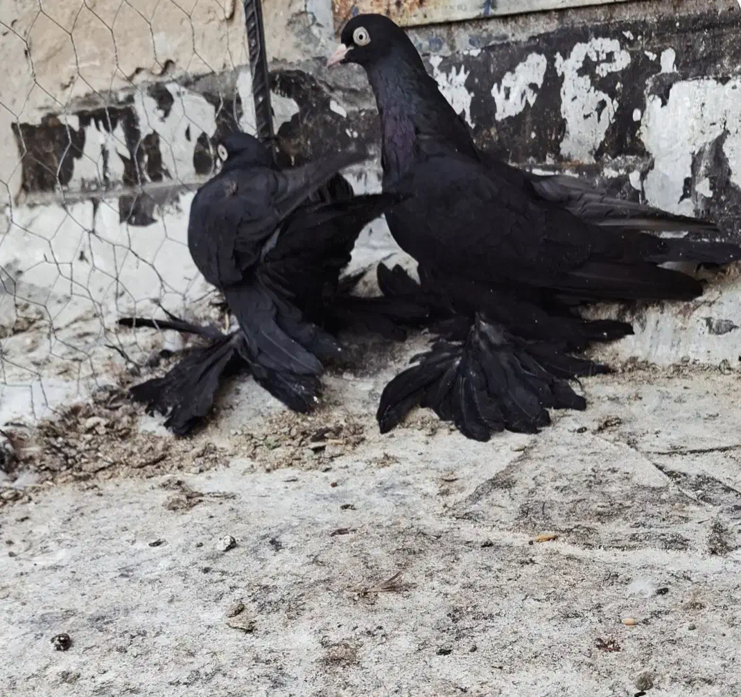 کبوتر قره وقرمز|پرنده|اهر, |دیوار