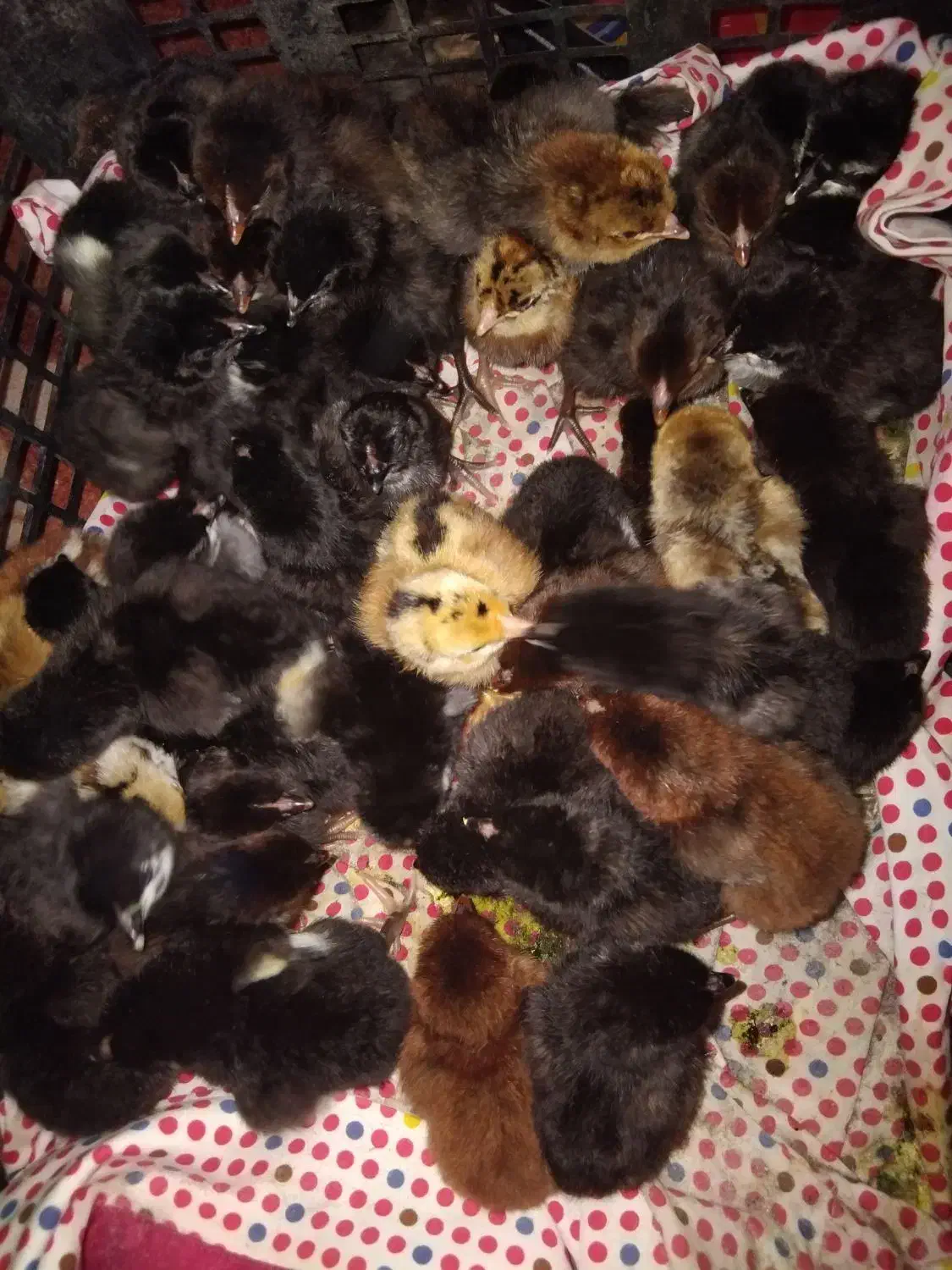 جوجه|حیوانات مزرعه|دهدشت, |دیوار