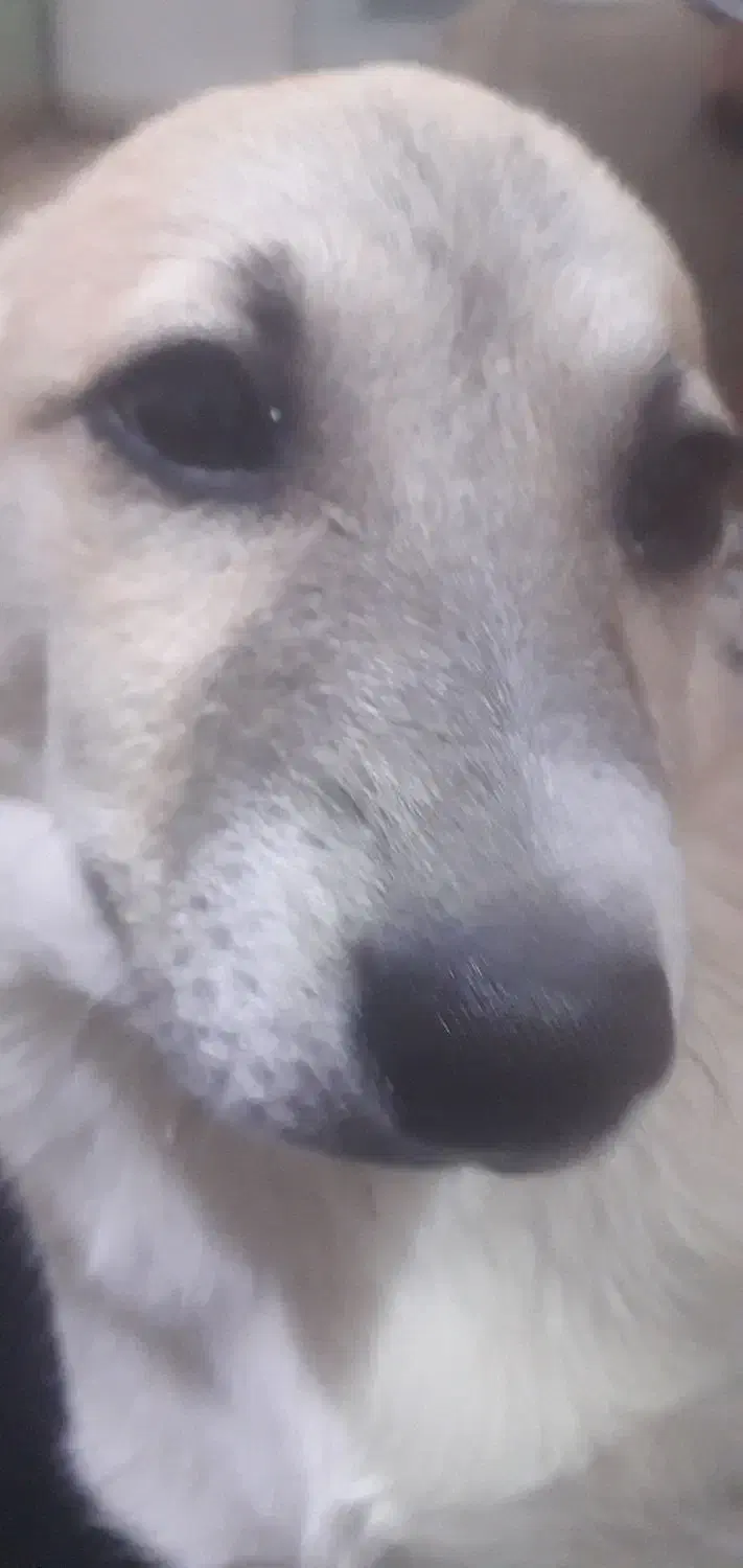 گمشده|حیوانات|محمدشهر, محمدشهر|دیوار