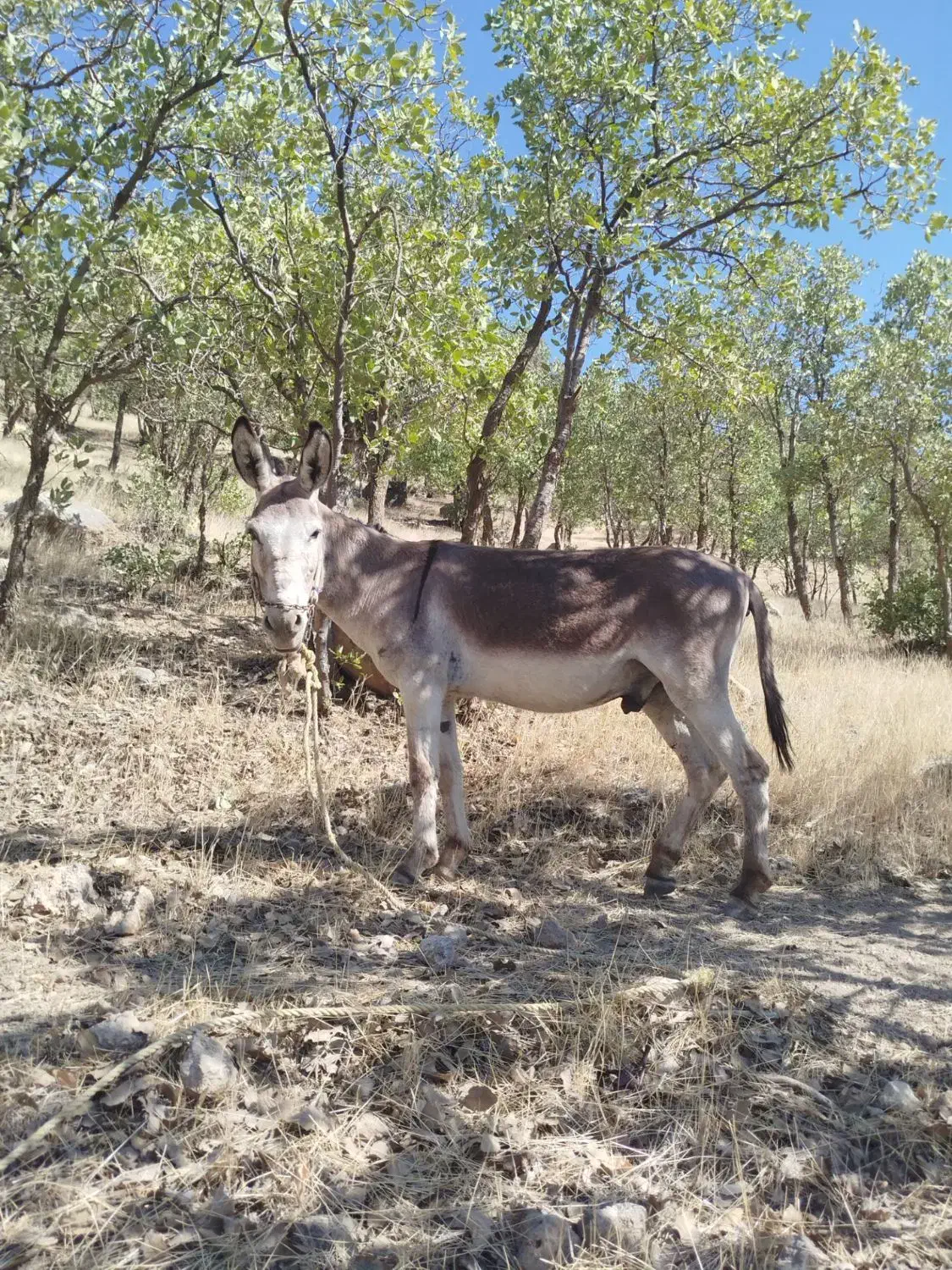 الاغ فروش|حیوانات مزرعه|چیتاب, |دیوار