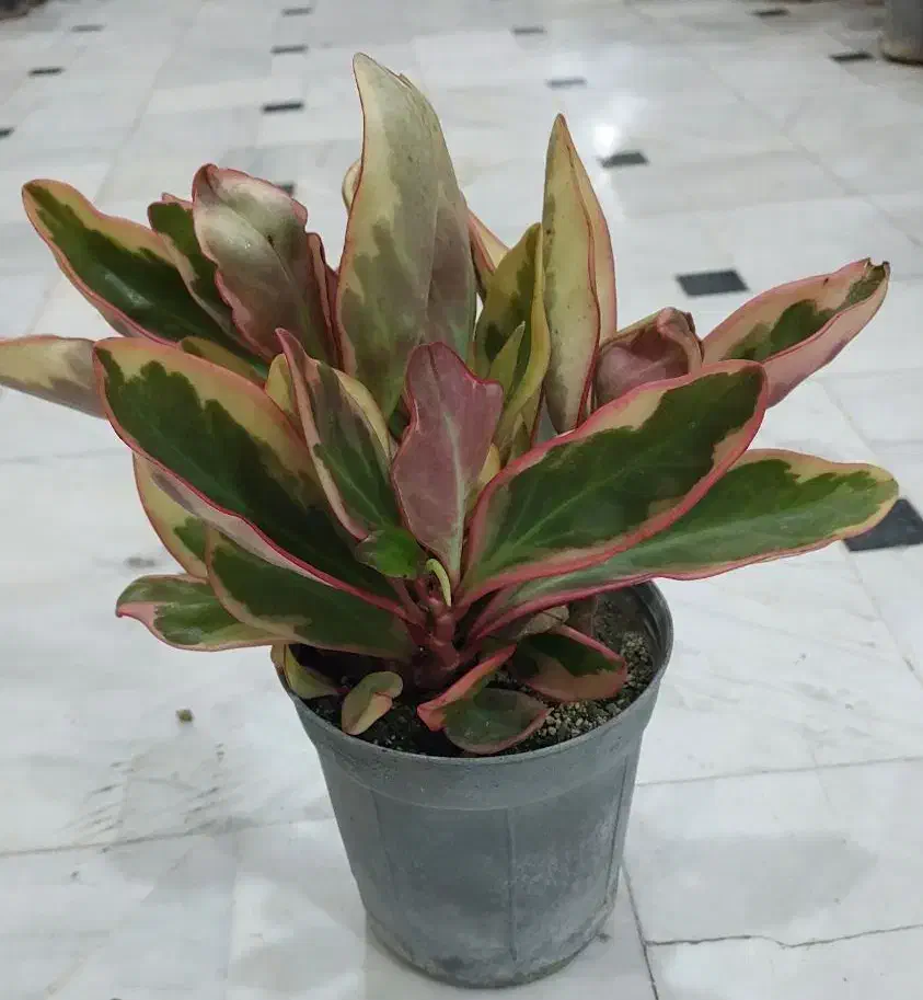 گل کالانکوئه.پپرومیا قطره باران. بلک گلد.درختچه|گل و گیاه طبیعی|قم, علی آباد سعدگان|دیوار