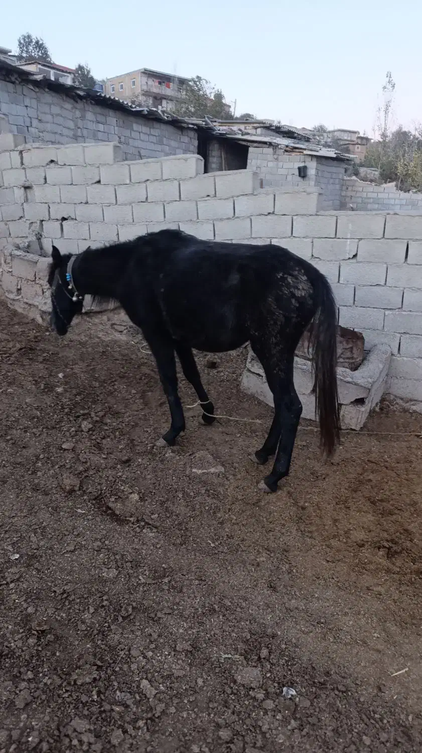 کره اسب نر یک سال ونیم|حیوانات مزرعه|رامیان, |دیوار