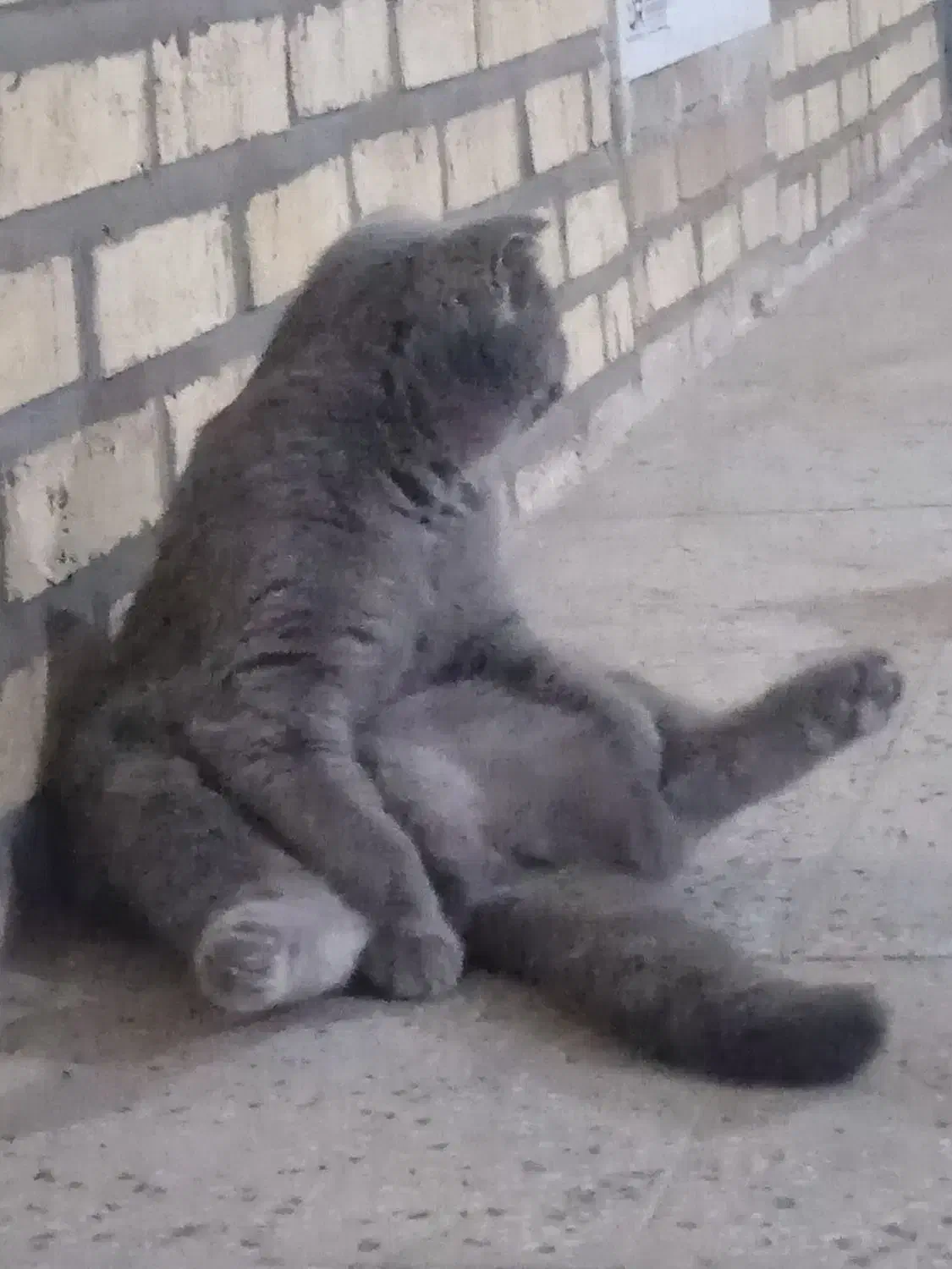 گربه اسکاتیش|گربه|نیشابور, پاستور|دیوار