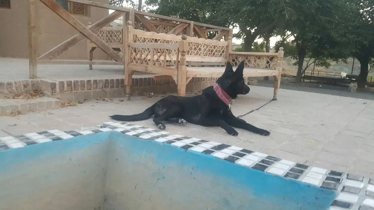 ژرمن بلک ورک|سگ|مشهد, صیاد شیرازی|دیوار