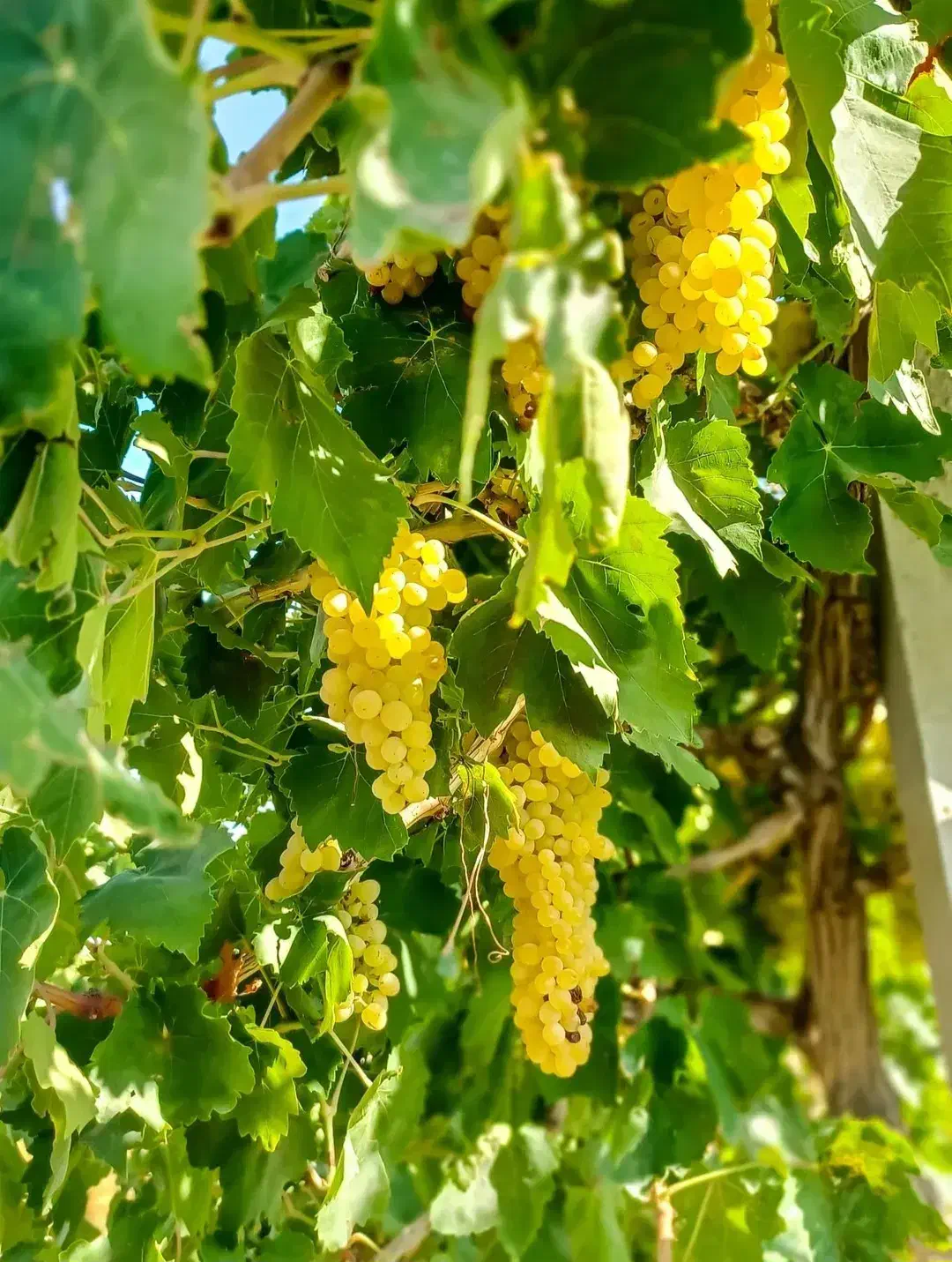 باغ انگور یک ساله|فروش زمین و ملک کلنگی|ملکان, |دیوار