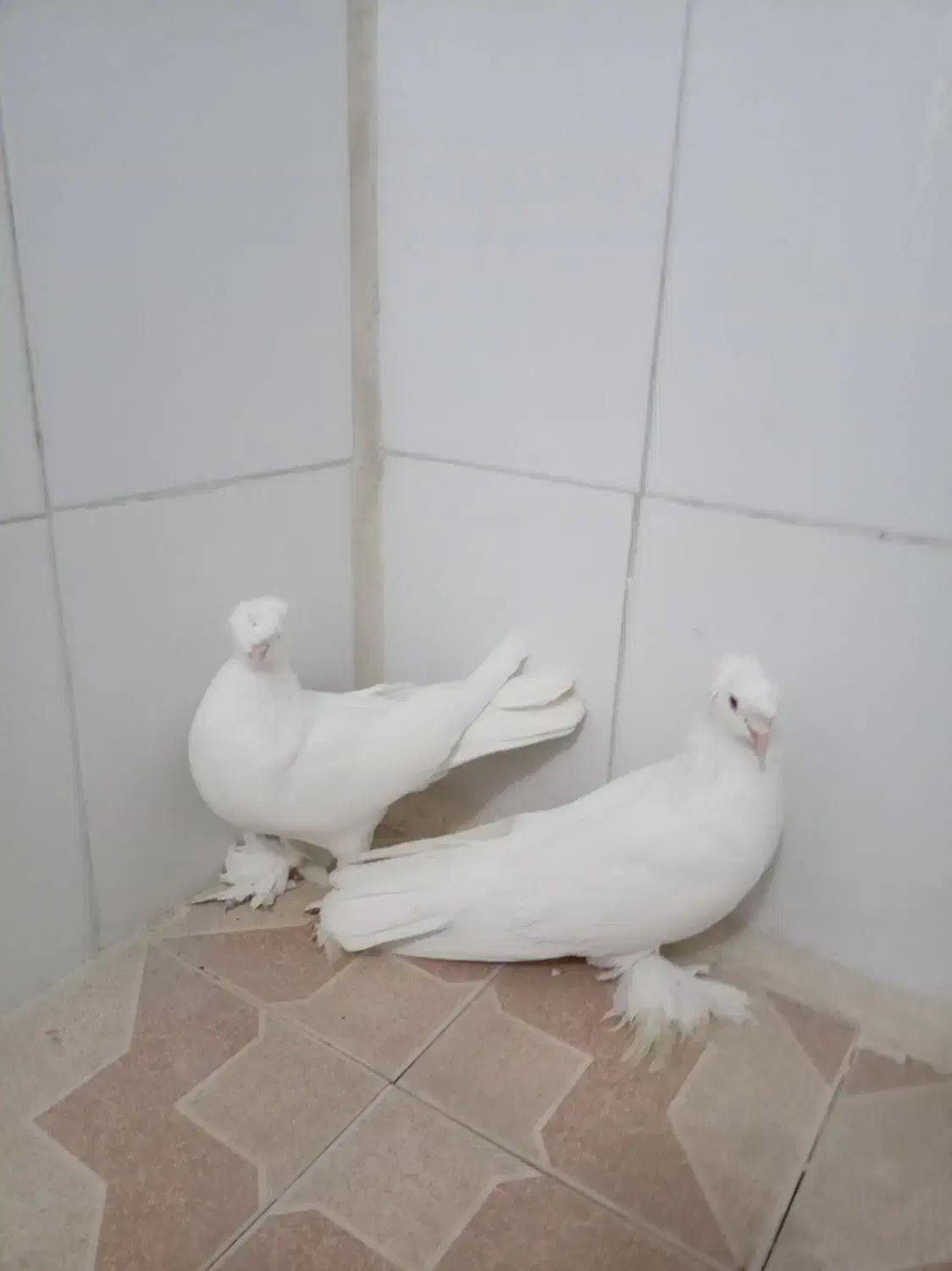 کبوتر سالم|پرنده|خمینیشهر, |دیوار