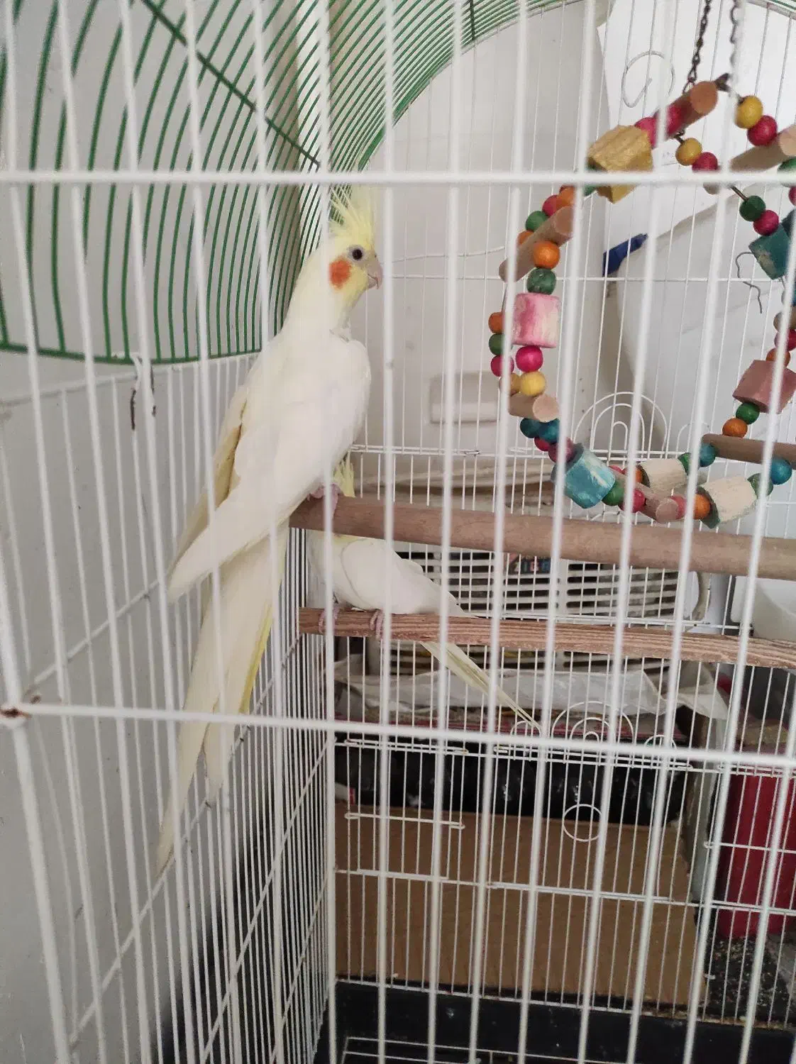 عروس هلندی|پرنده|رودبار, |دیوار