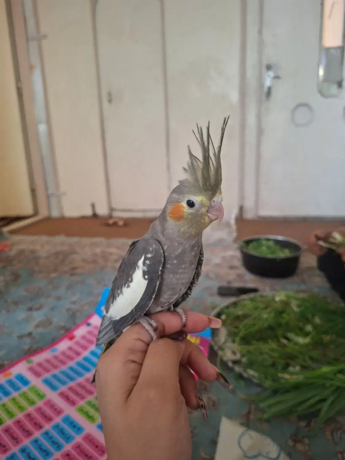 عروس هلندی گمشده|حیوانات|قم, لبچال|دیوار