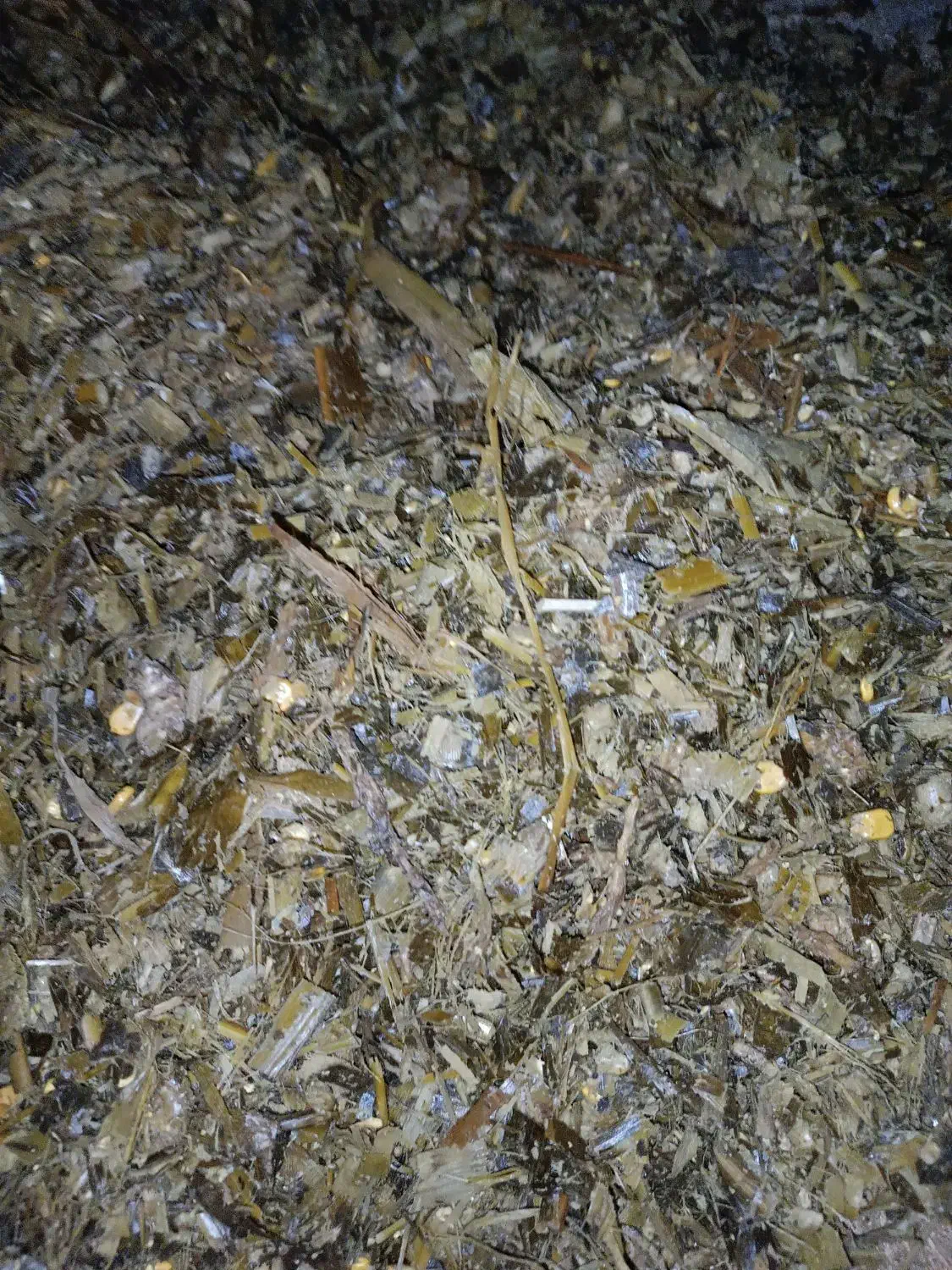 ذرت علوفه ای|لوازم جانبی حیوانات|سیمین شهر, |دیوار