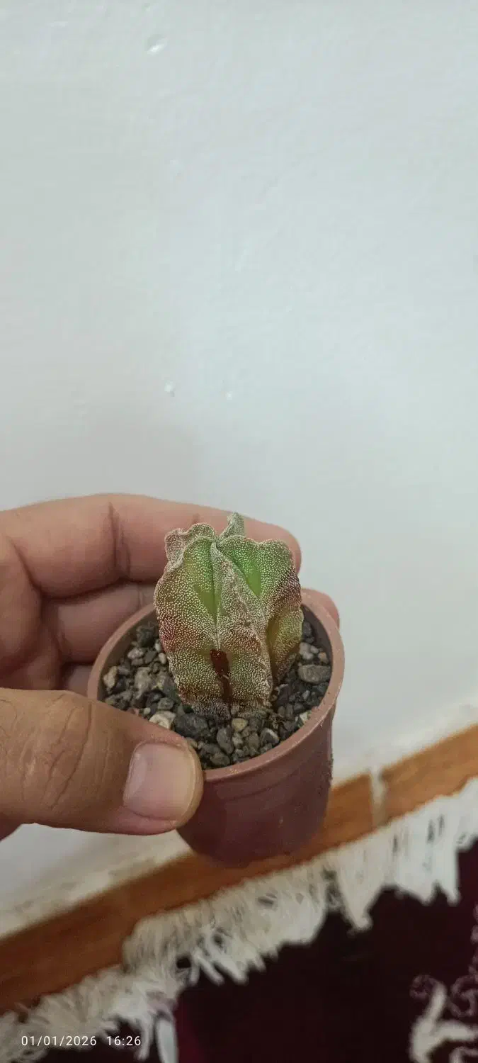 کاکتوس|گل و گیاه طبیعی|پارسآباد, |دیوار