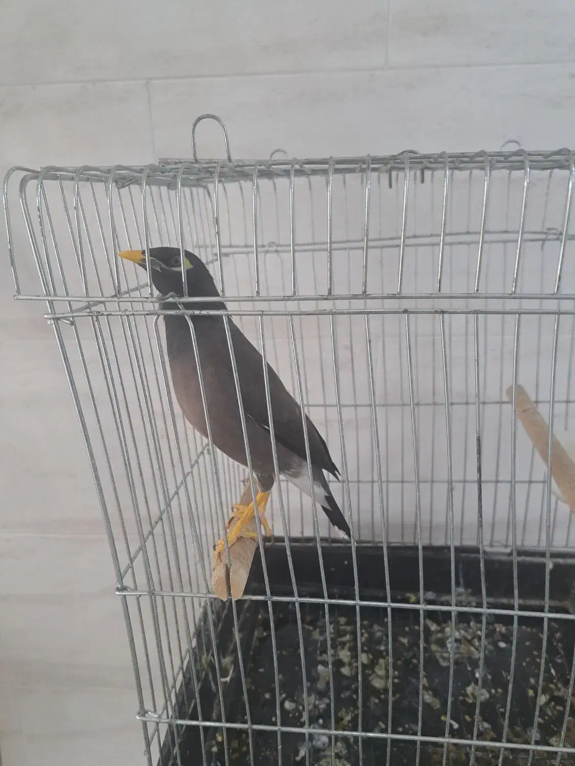 پرنده مینا|پرنده|اهواز, سلیم آباد(سه راه خرمشهر)|دیوار