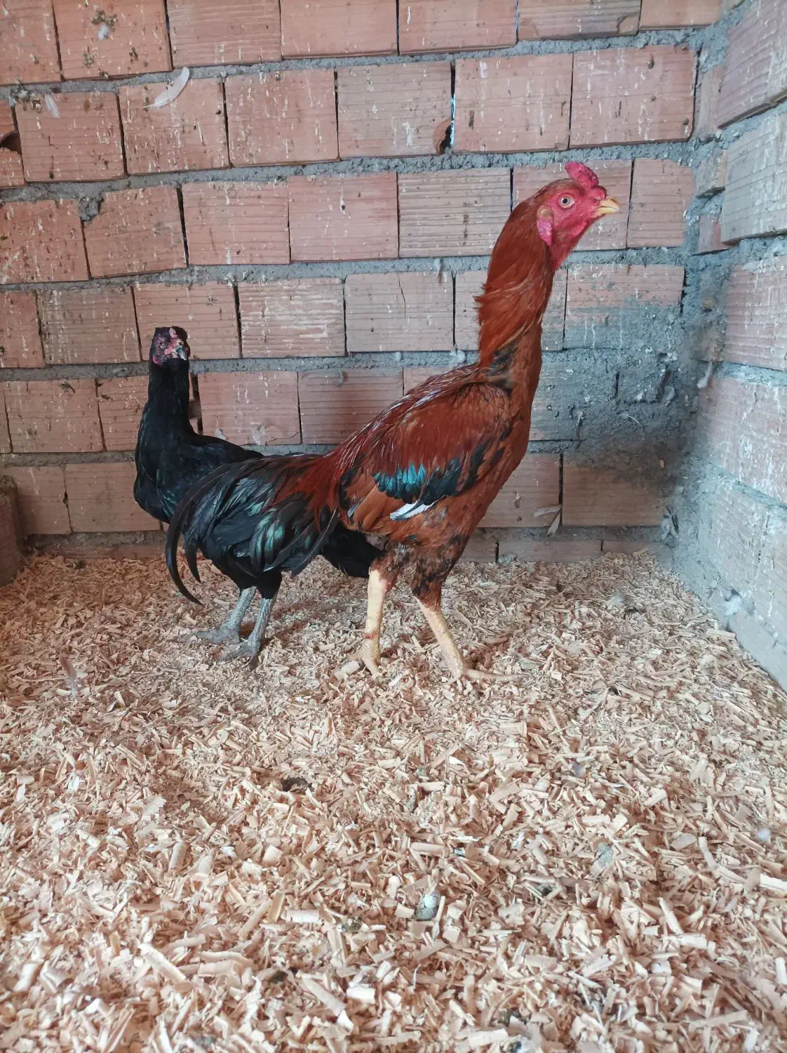 خروس لاری|پرنده|آق قلا, |دیوار