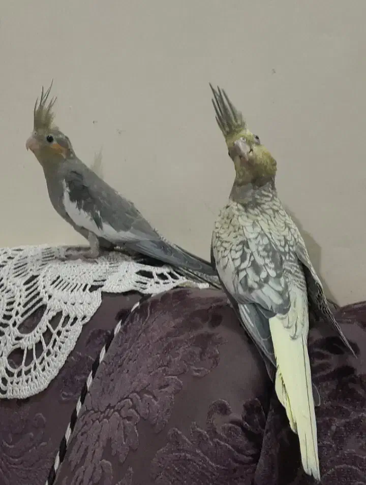 فروش عروس هلندی|پرنده|بابل, |دیوار