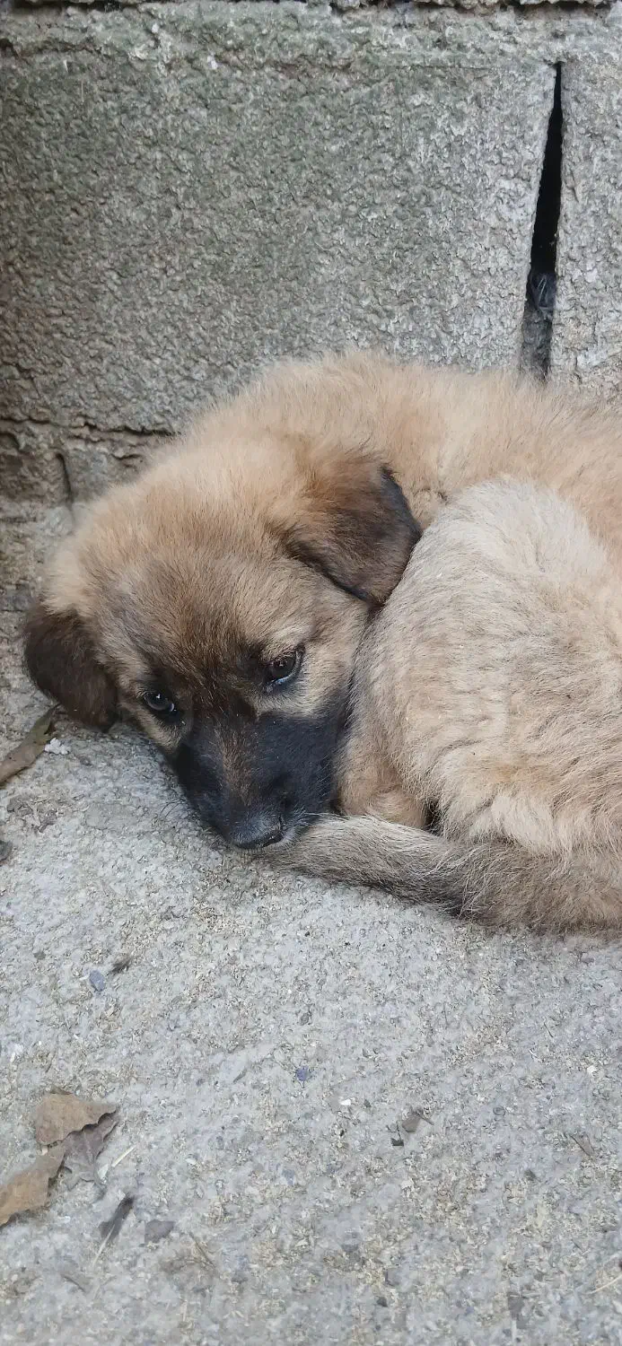 سگ گله ای نژاد سرابی|سگ|سرخرود, |دیوار