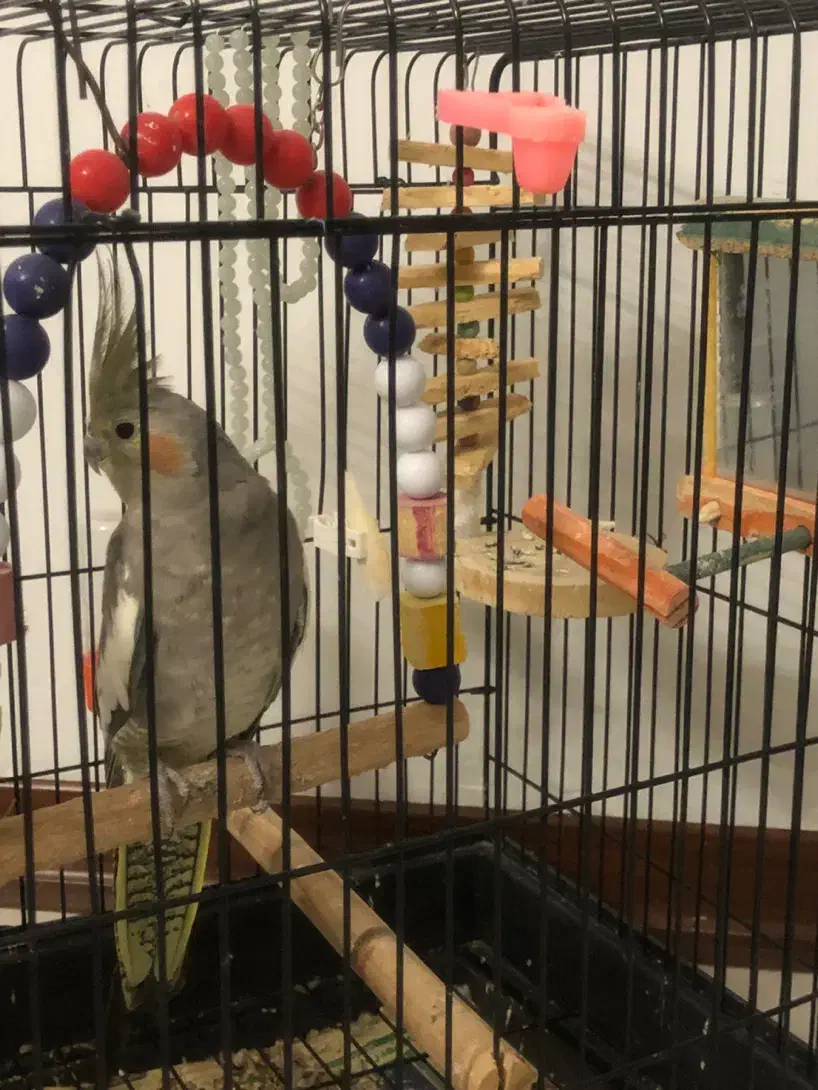 عروس هلندی ماده با قفس|پرنده|بندر انزلی, متروپل|دیوار