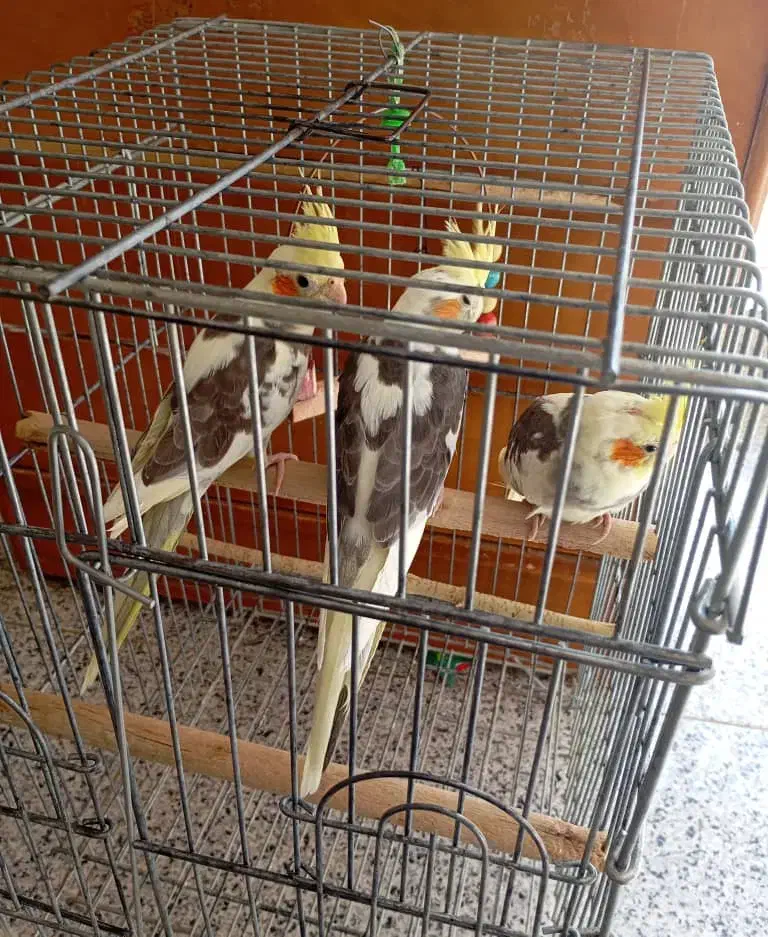 عروس هلندی|پرنده|شیراز, جوادیه|دیوار