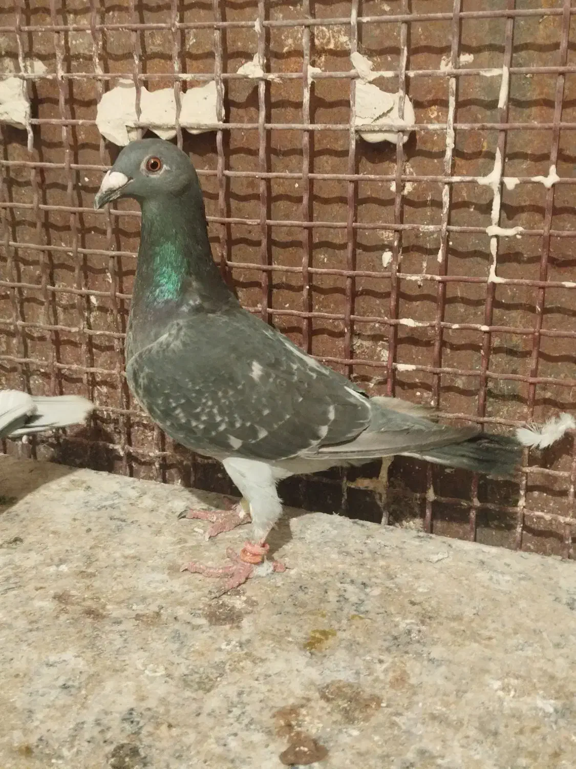 قره چاپی ماده|پرنده|مشهد, شهرک شیرین|دیوار