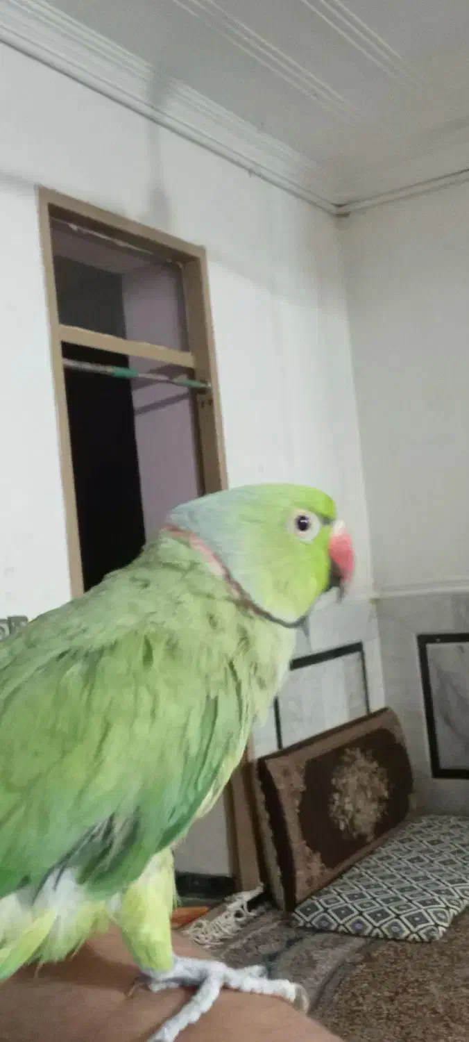 طوطی ملنگو نر|پرنده|زابل, |دیوار